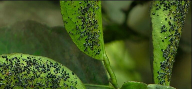 Mosca Negra Dos Citros Como Combater Por Dentro Do Agro