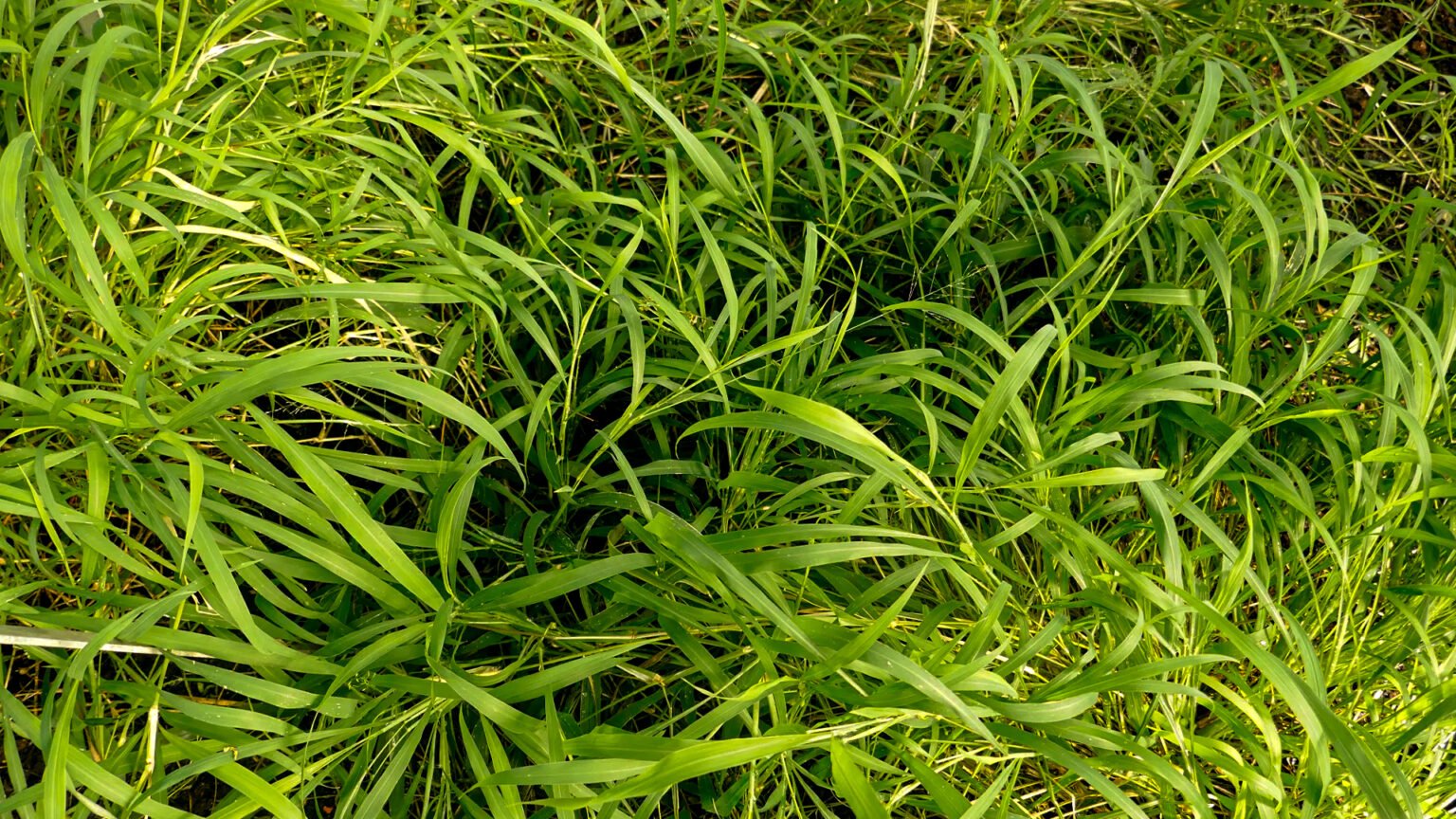 Capim Coloni O Aprenda A Manej Lo De Forma Eficiente Syngenta Digital