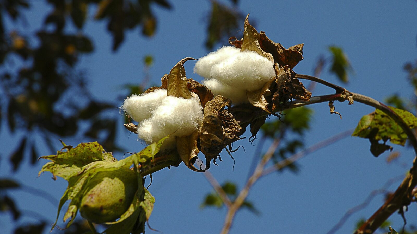Planta de algodão