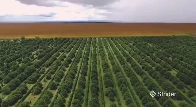 Fazenda Iberê, em Primavera do Leste/MT