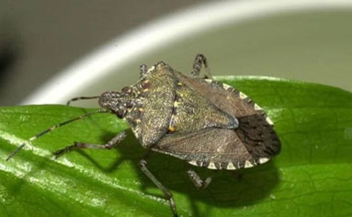 Halyomorpha halys teve presença registrada no Chile