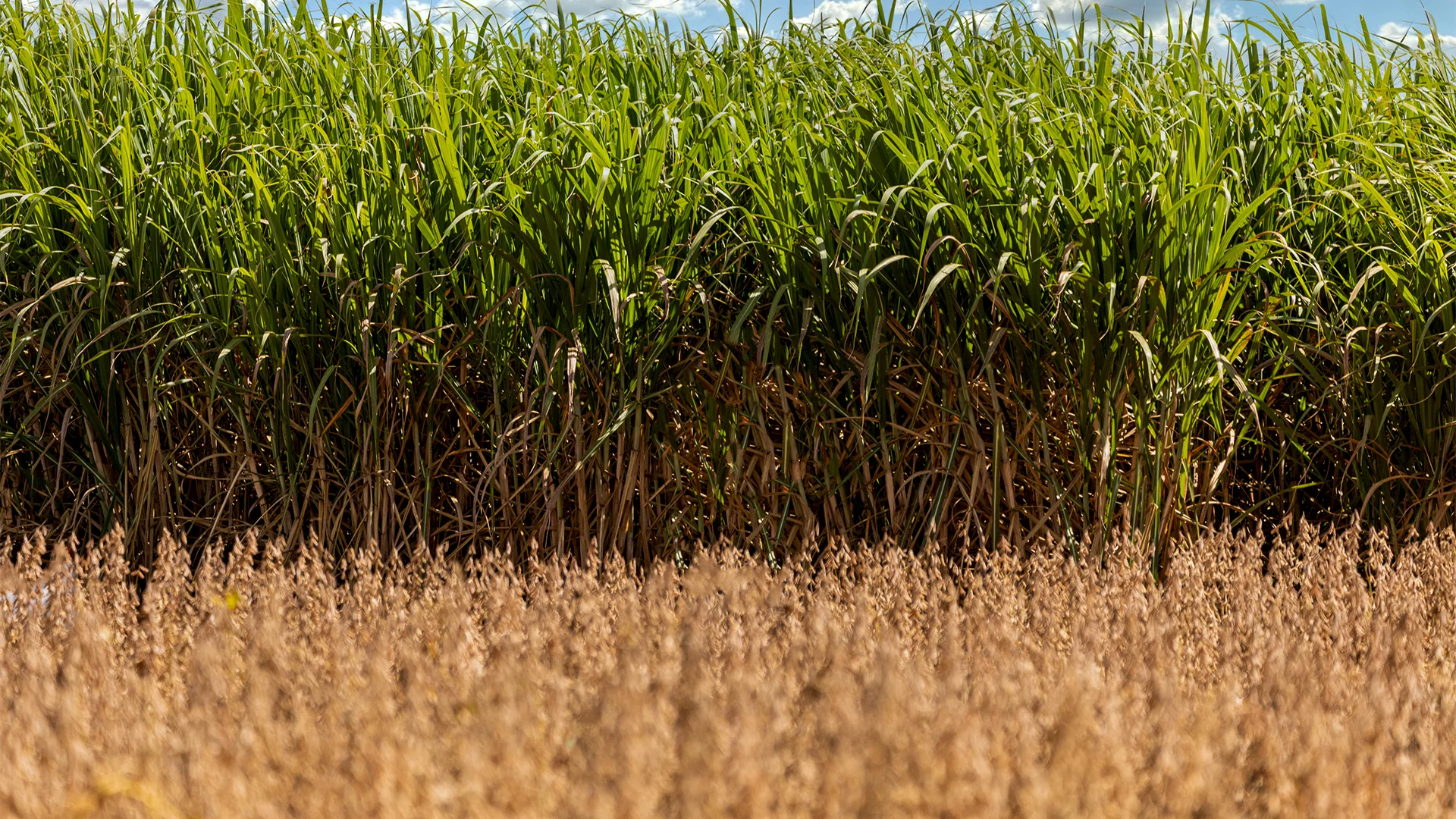 campo de milho