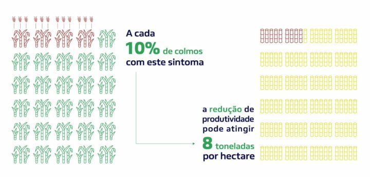 Imagem mostrando como ter 10% da cana de açúcar contaminado prejudica a produção em larga escala