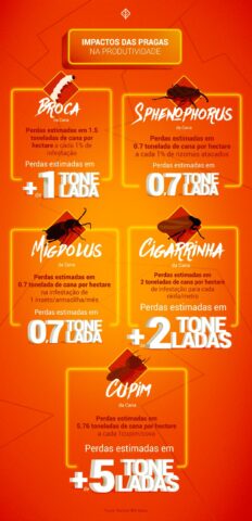 Impacto das pragas na produtividade das lavouras