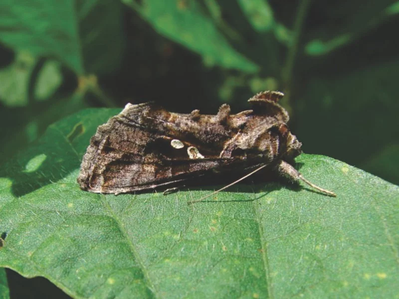 Lagarta falsa-medideira. Foto Embrapa