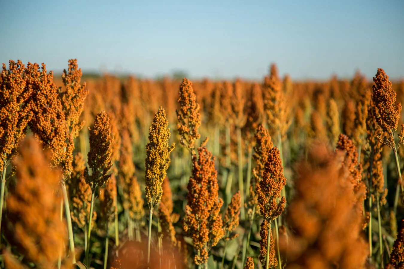 campo de sorgo forrageiras