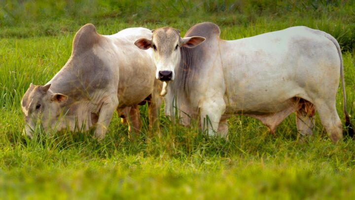 vacas pastando