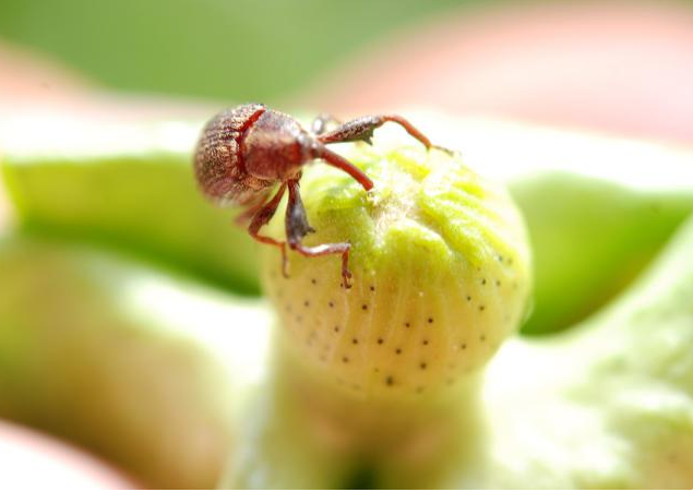 Bicudo como praga agrícola