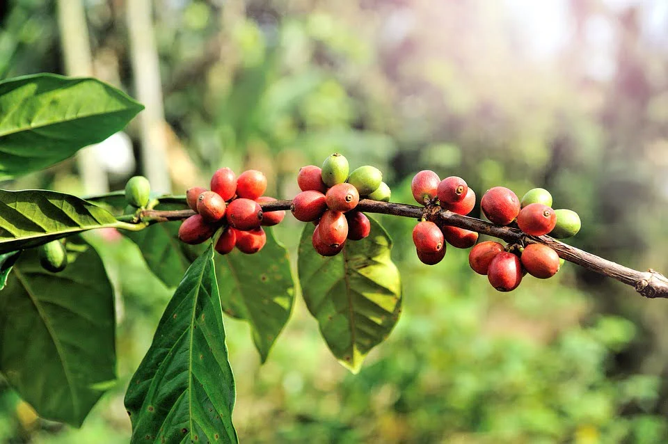 Grãos de café
