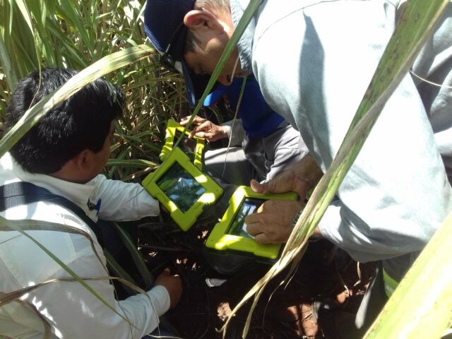 Consultores fazendo o monitoramento via Cropwise Protector
