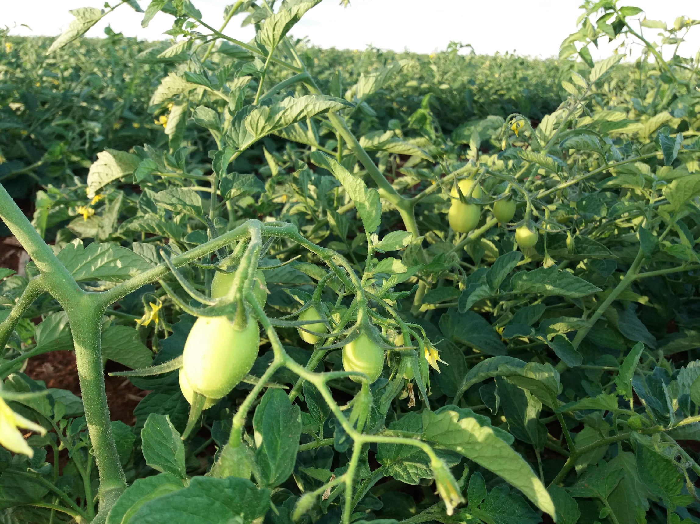 Uso De Algas Marinhas Nas Plantações De Tomate Aumenta A Colheita E ...