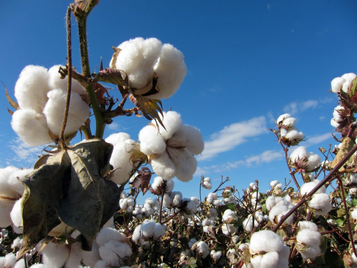 reguladores de crescimento no algodão