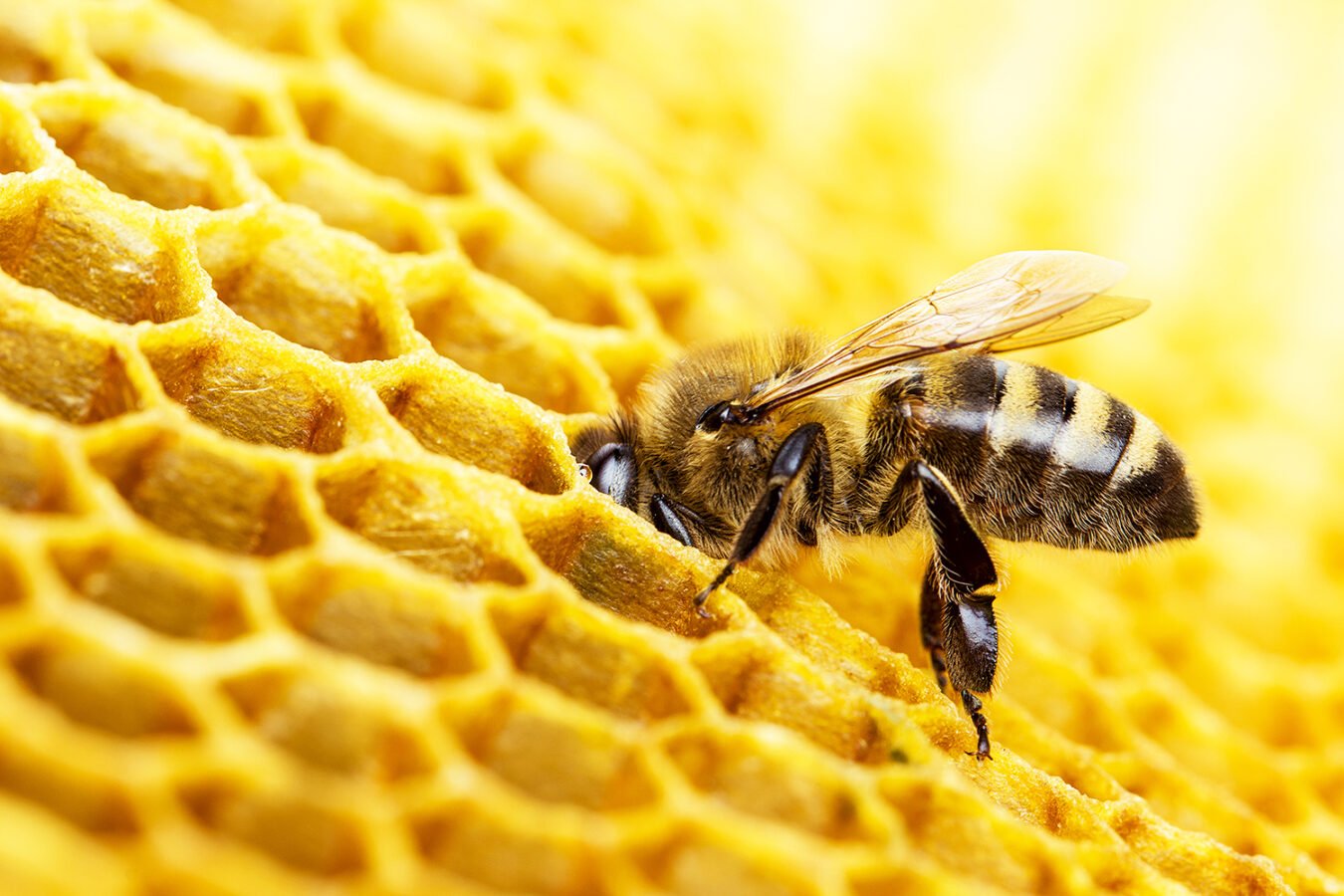 abelha na colmeia mel
