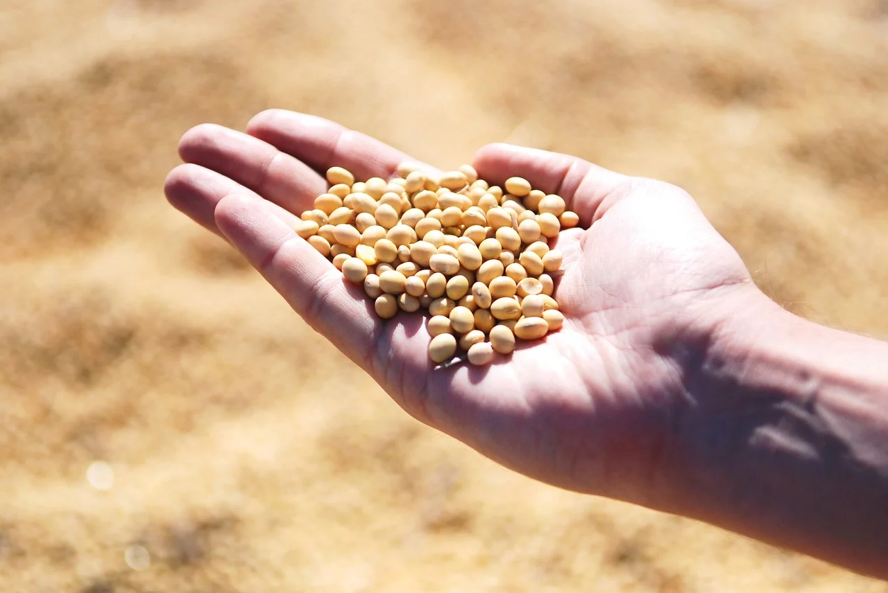 soybean-1831704_1280 (1)