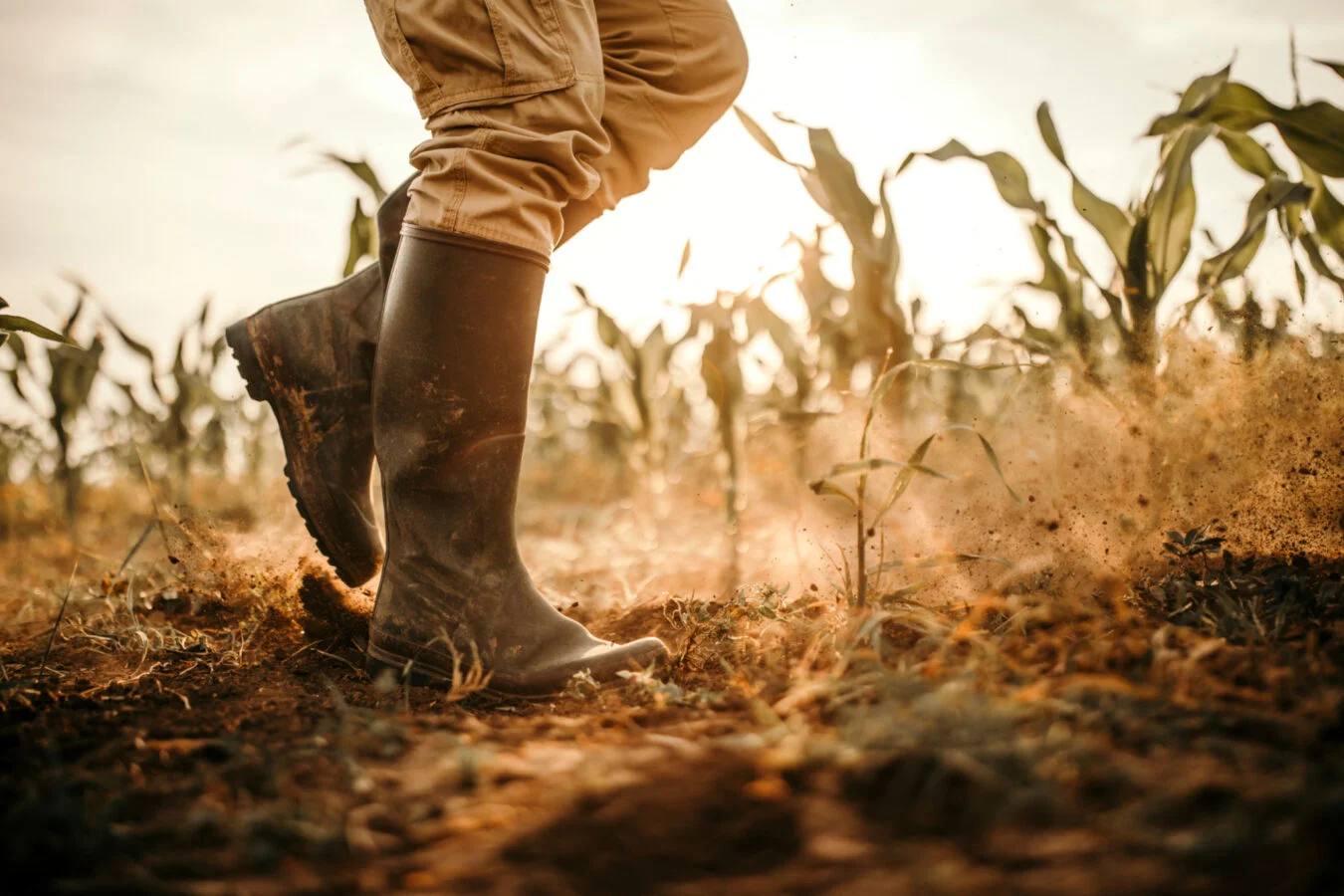 Principais fatores que prejudicam os sistemas de produção agrícola