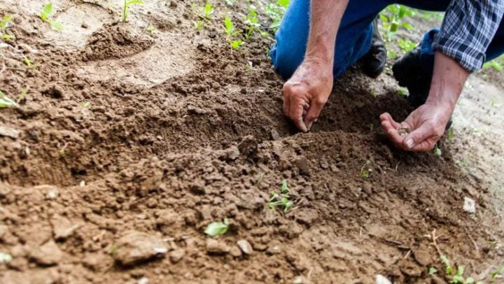 homem plantando semente