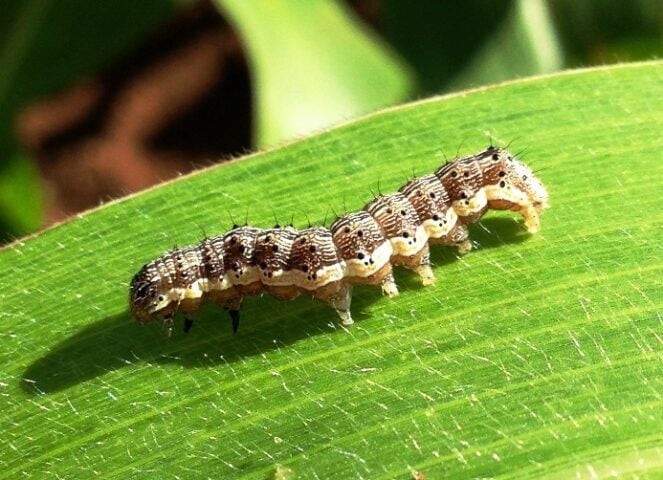 Lagarta das Maças (Helicoverpa armigera)