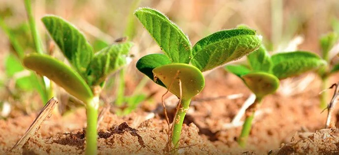 muda de planta soja