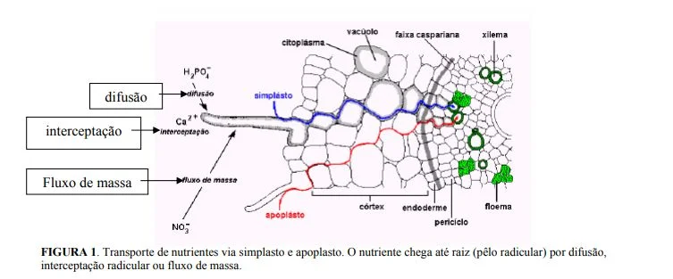 transporte de nutrientes