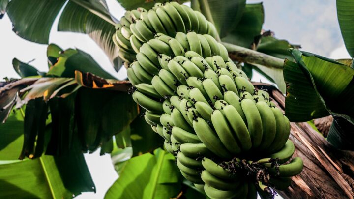Fungos podem afetar a banana