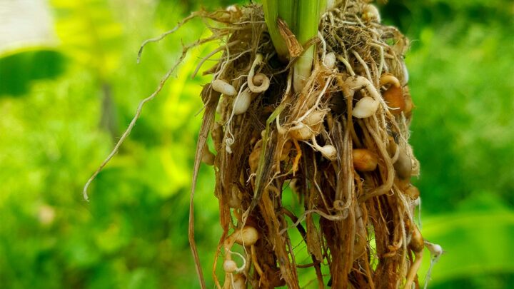 Nematoiodes atacando a raíz da planta
