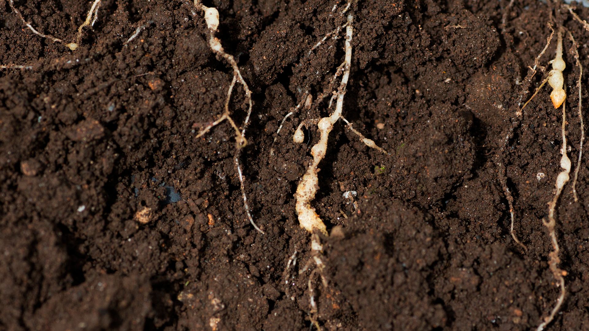 raiz de planta na terra com nematoide