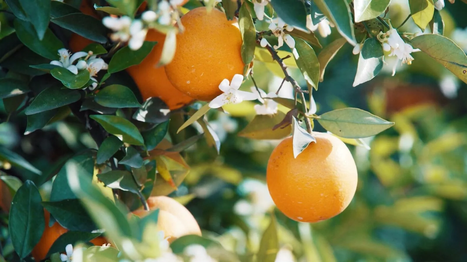 Laranja no pomar