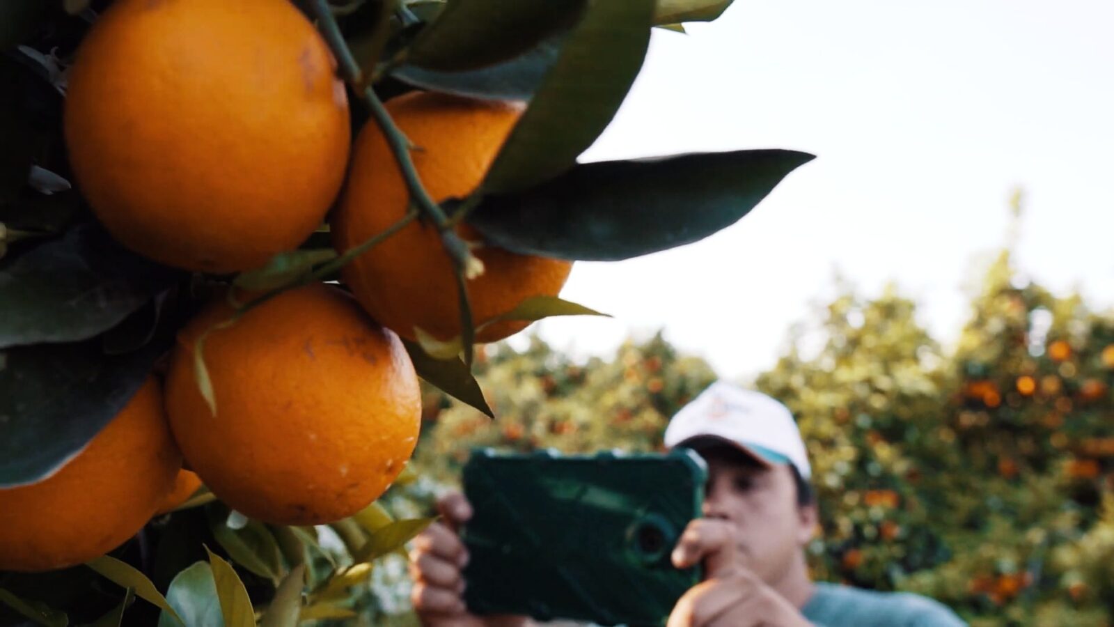 Monitoramento de praga na laranja