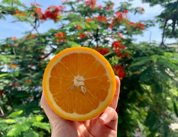 Laranja no pomar