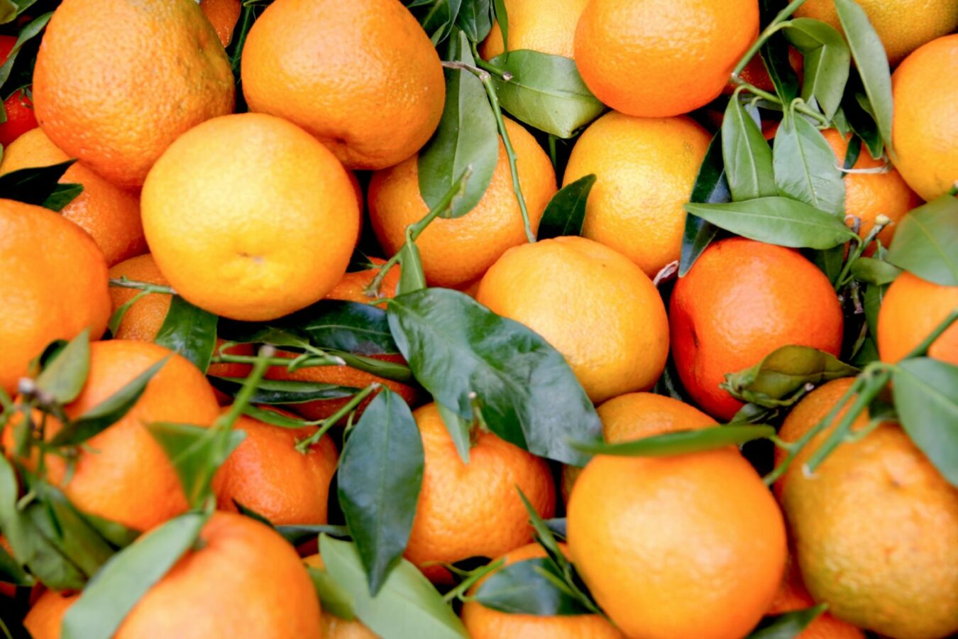 Produção de laranja
