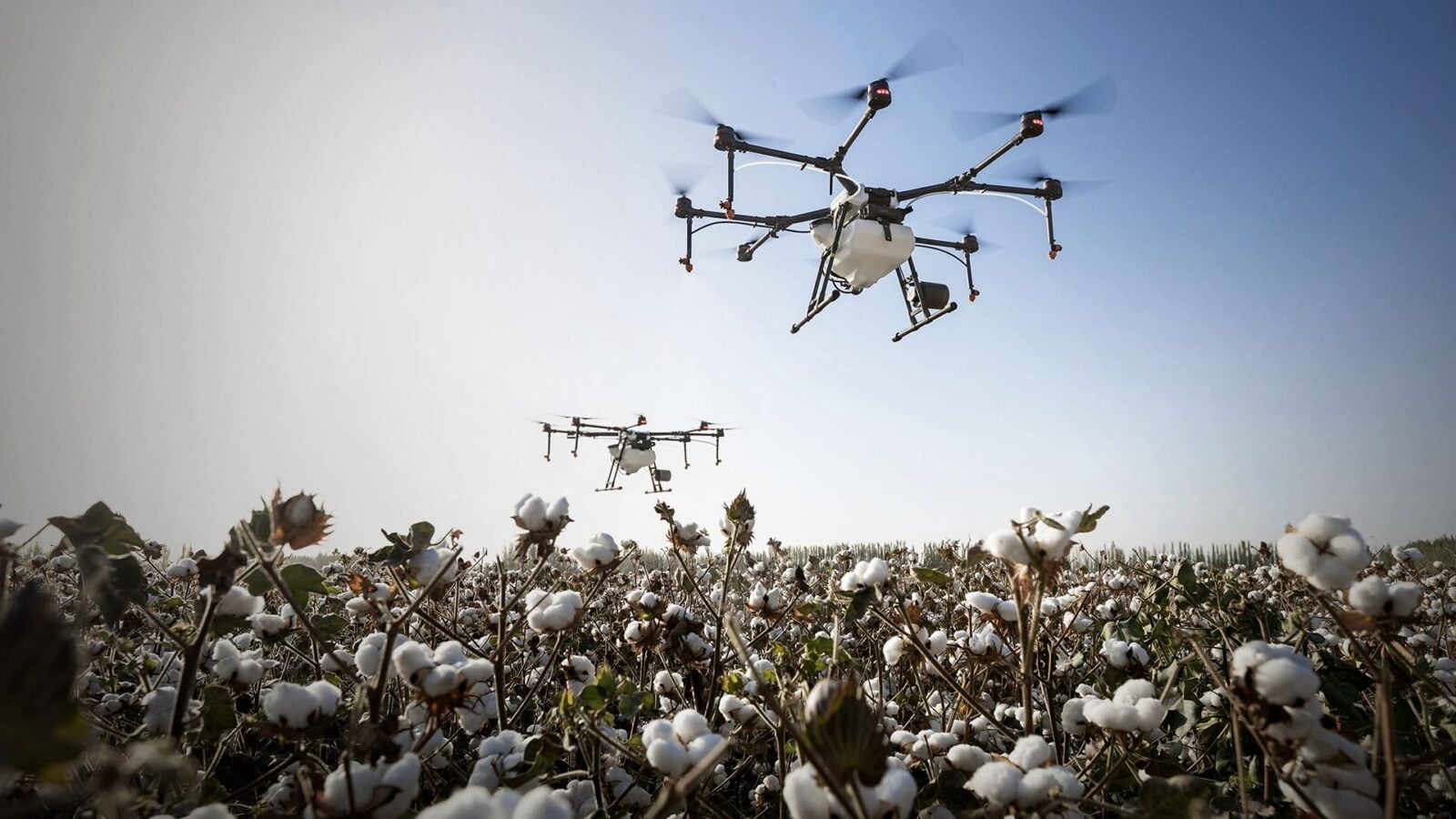 Drone em plantação de algodão
