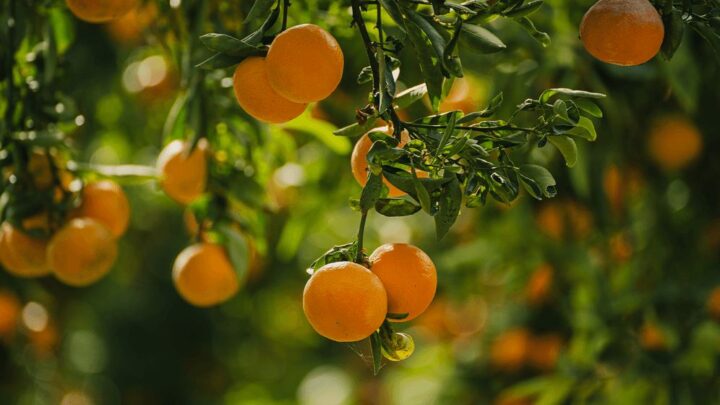 citrus