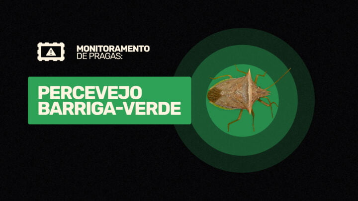 percevejo barriga-verde
