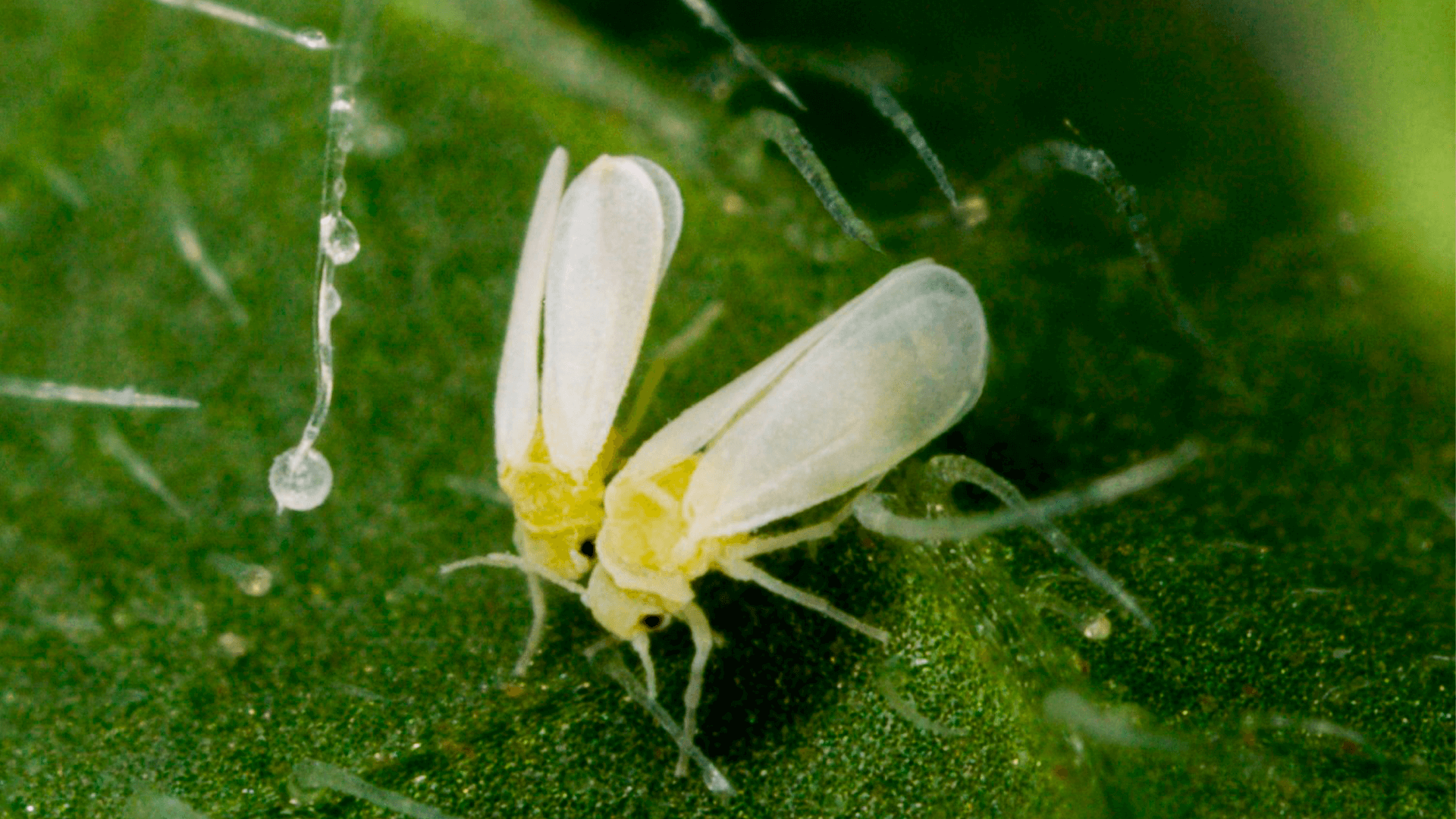 A Mosca Cega Folha1 - BethLandim