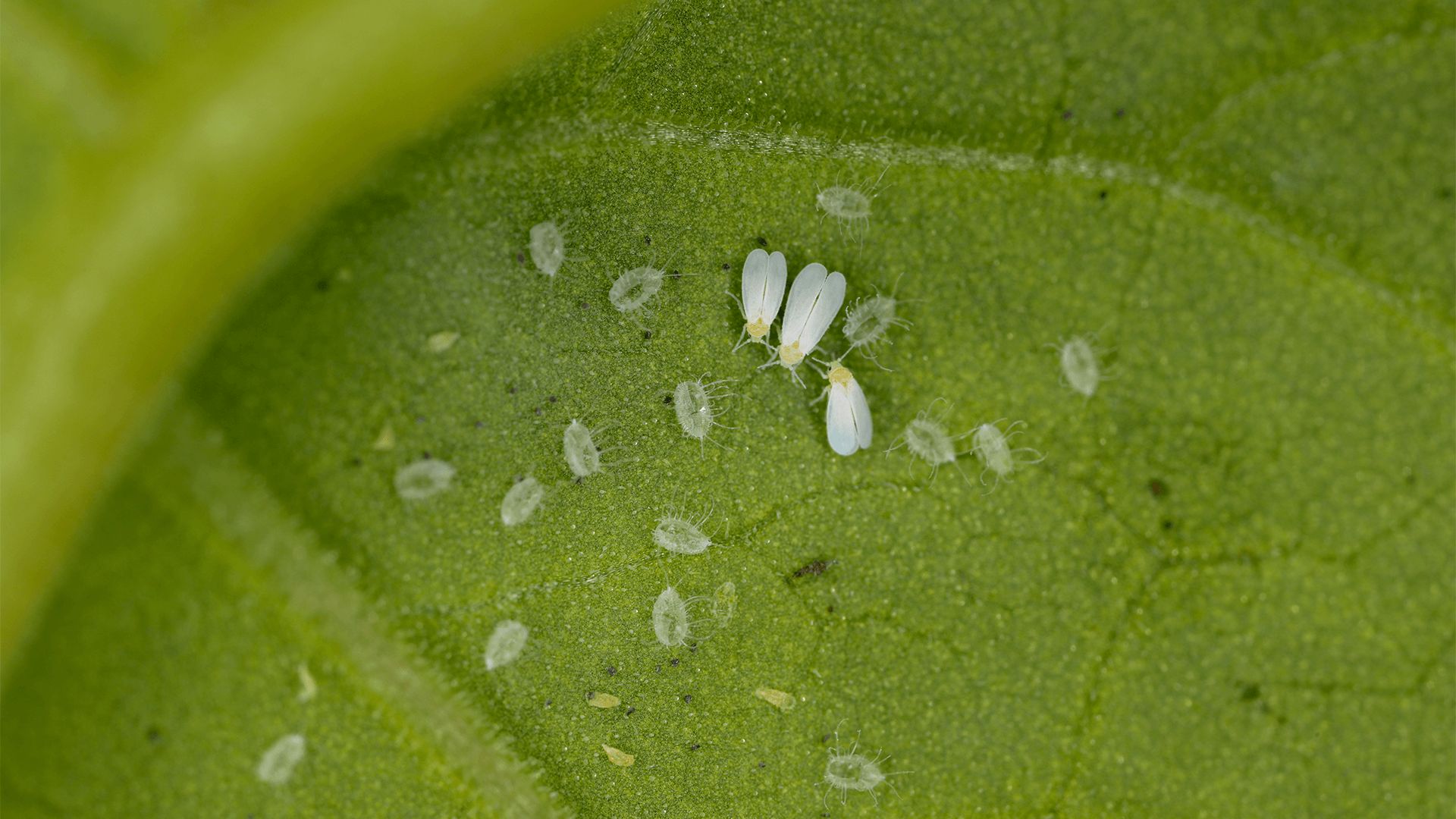 Ovos de mosca branca na folha verde