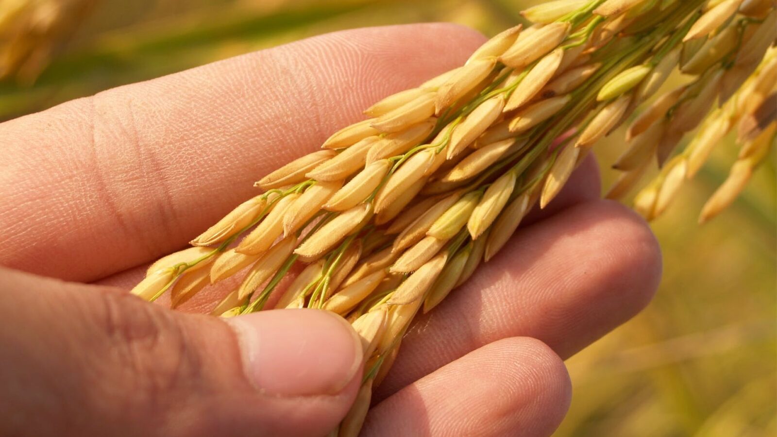 Ma~so tocando grãos de trigo