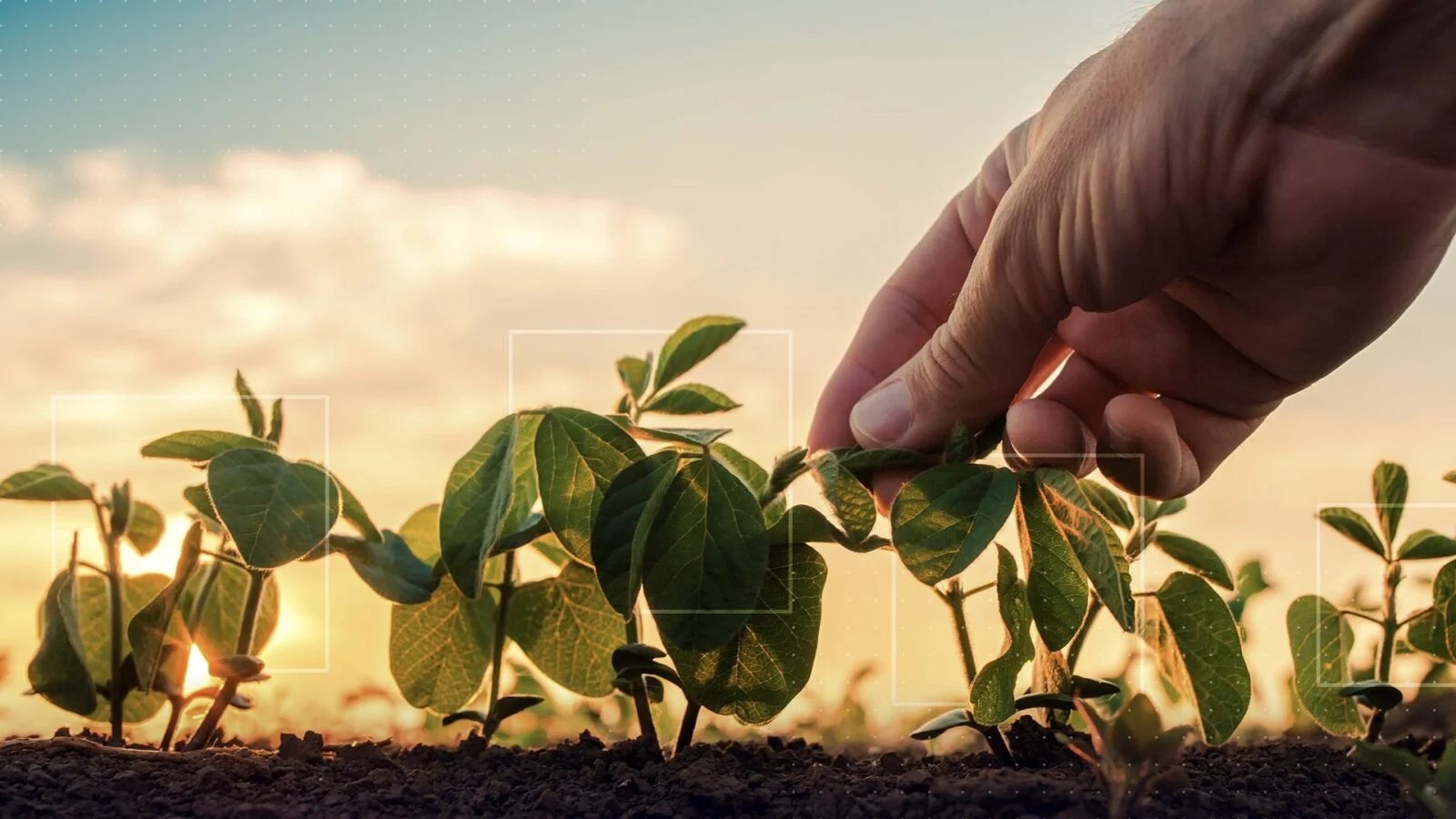 Qual é o futuro da agricultura brasileira? Veja as tendências para 2030