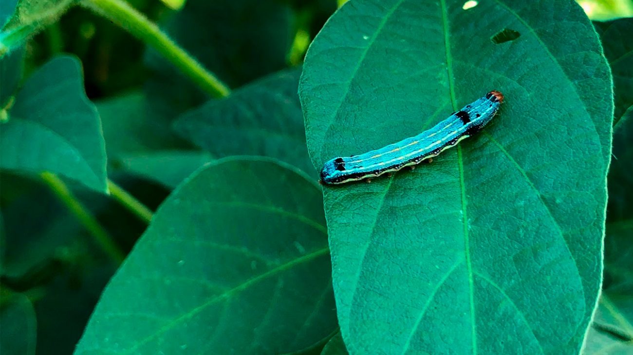 Lagarta spodoptera na folha