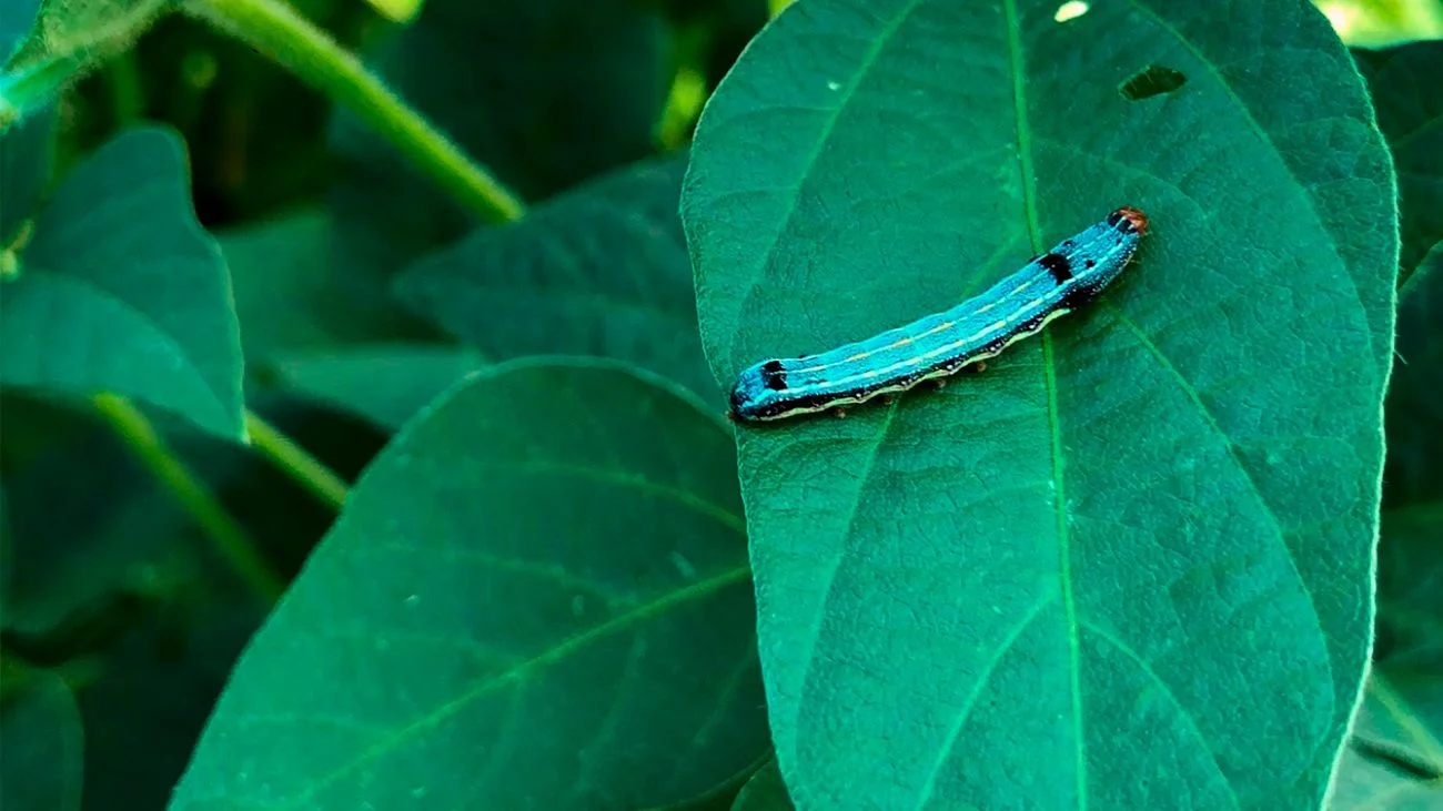 Lagarta spodoptera na folha