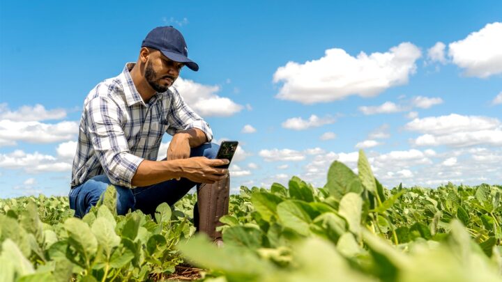 Agricultor analisando lavoura de soja