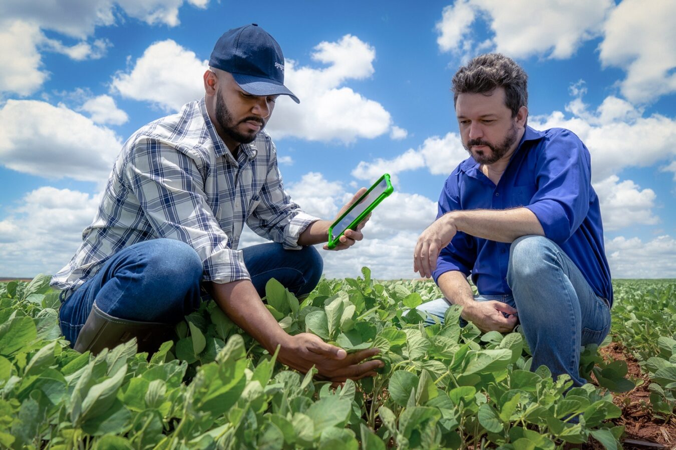 Dois agrônomos avaliando folhas para ver se possuem ferrugem asiática