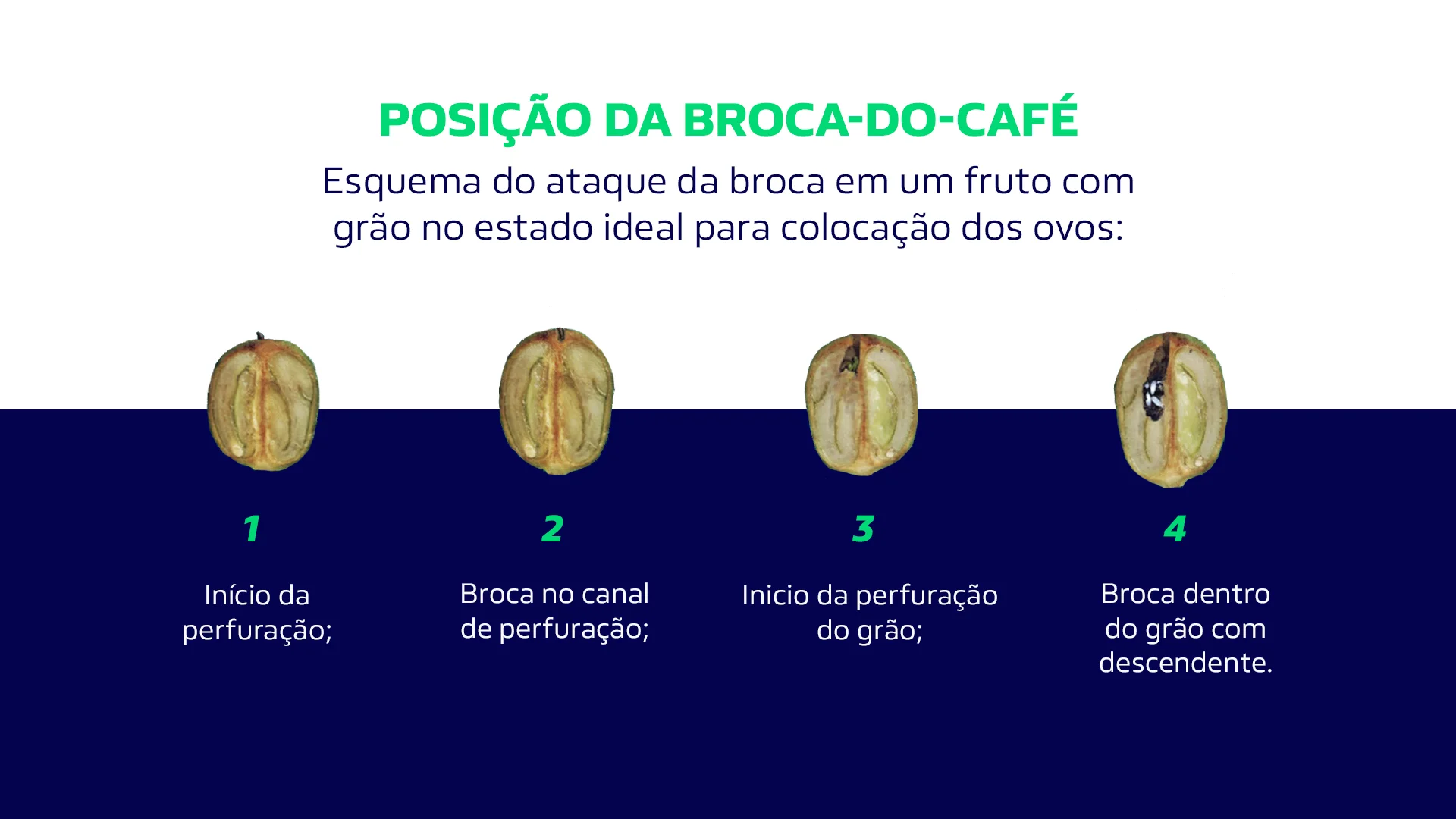 ciclo da broca de café