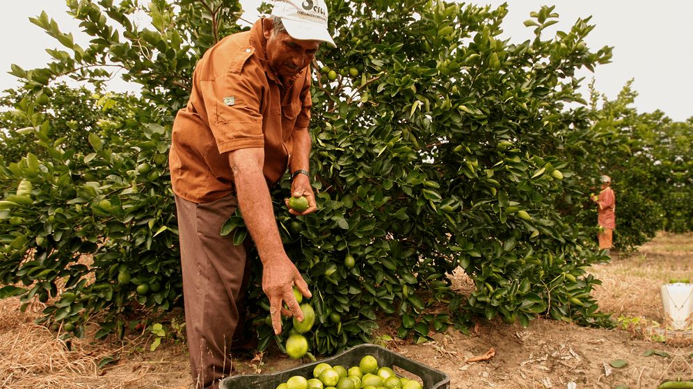 Homem trabalhando na colheita do limão