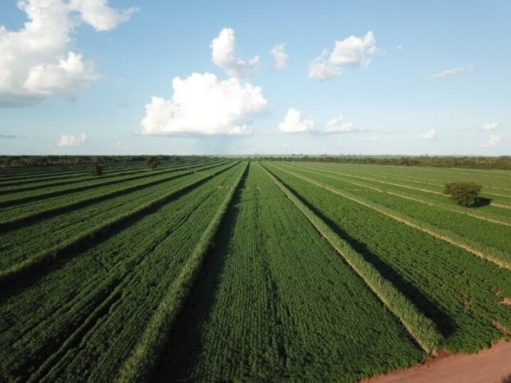 vista de cima do canavial com a plantação de soja entre as linhas