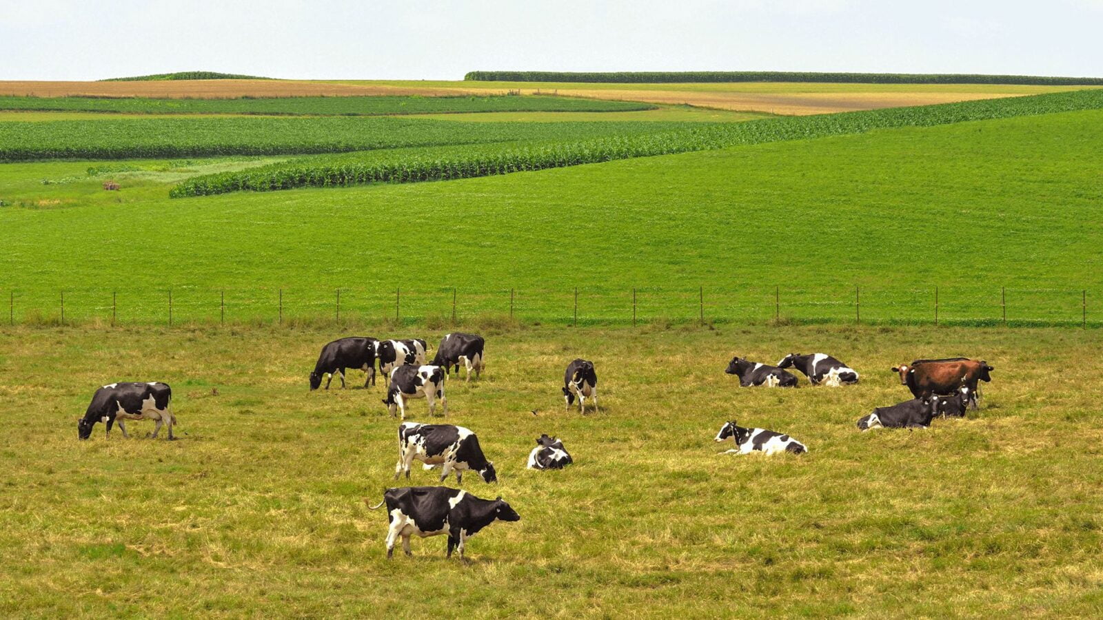 Pasto com vacas andando