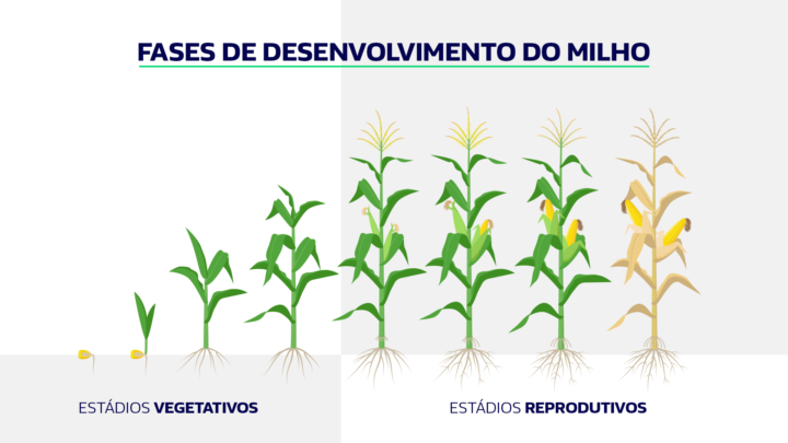 Imagem mostrando as fases de crescimento do milho até estar pronto pra ser colhido