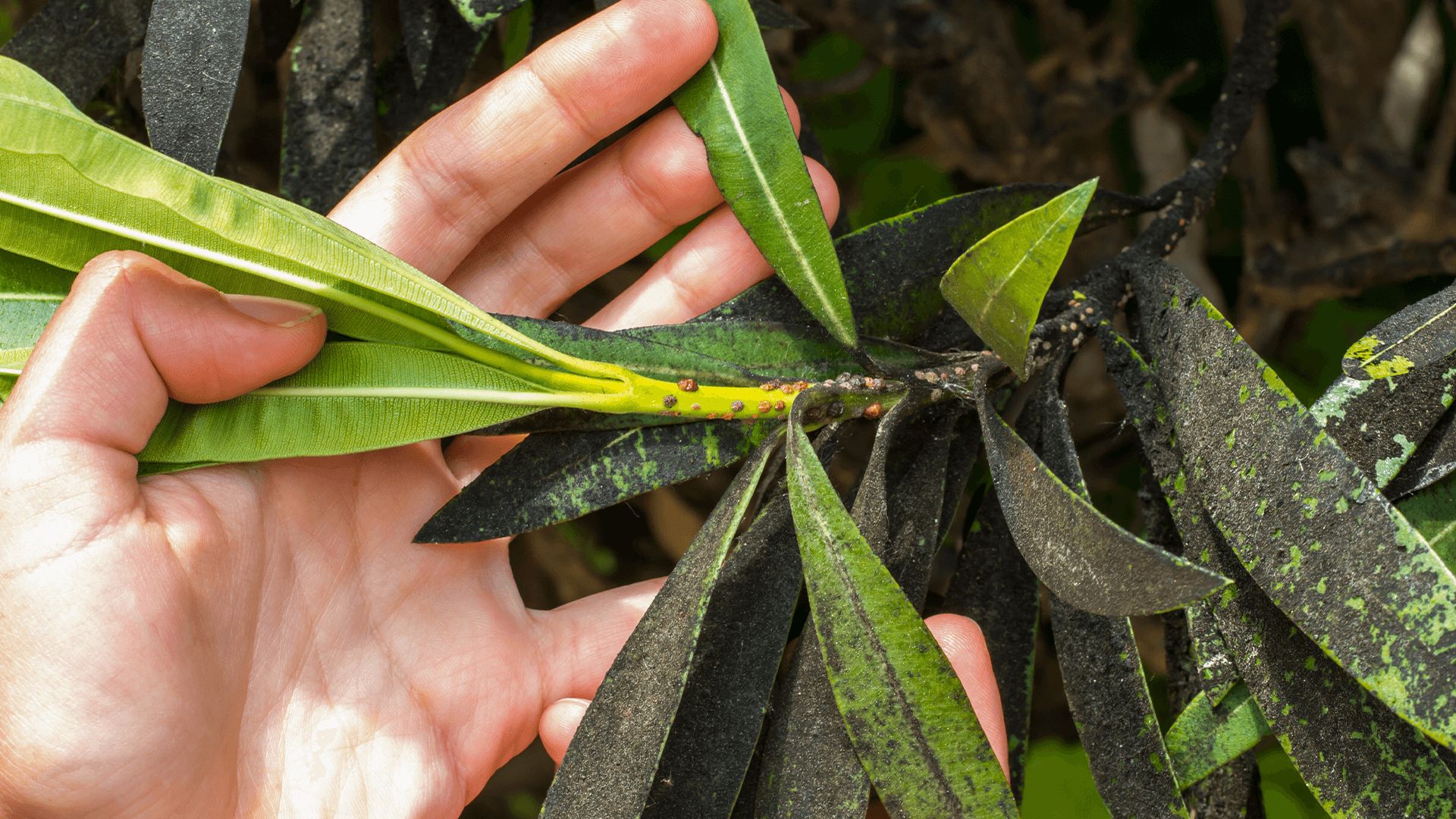 Pessoa colocando a mão na planta para mostrar a fumagina de uma mosca branca