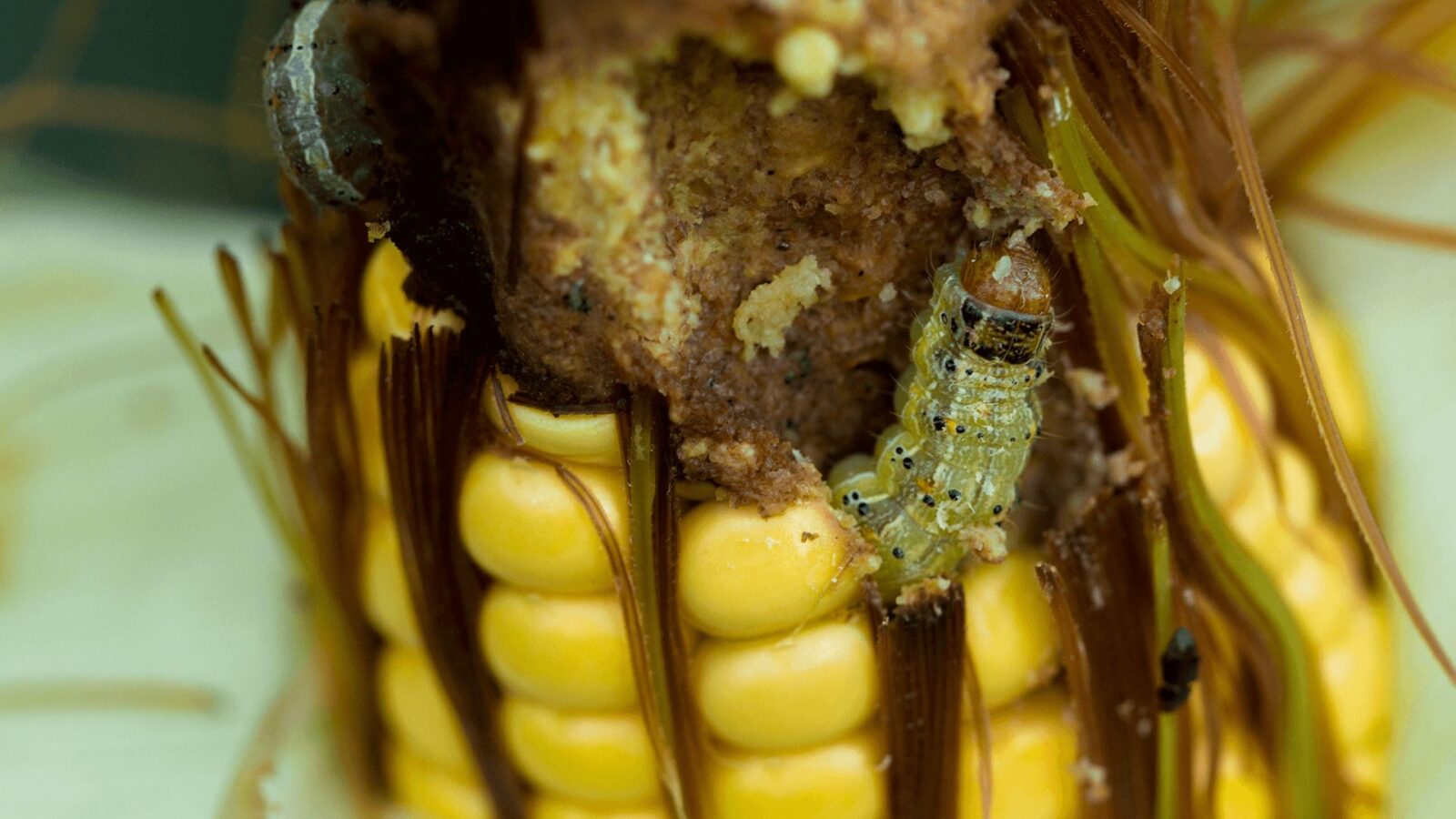 Lagarta comendo na espiga do milho