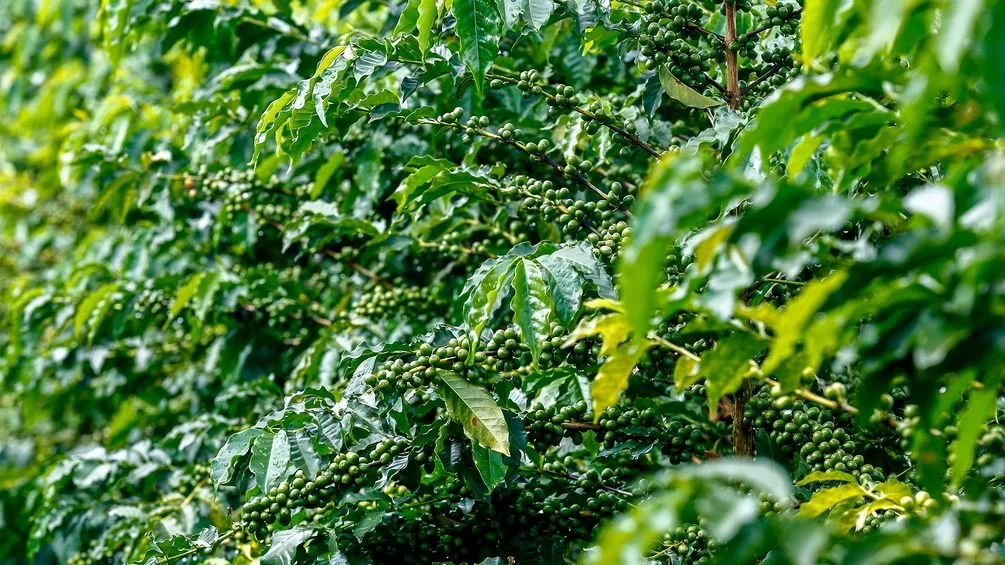 Grupo Santo Aleixo tem investido em tecnologia para um café com mais qualidade