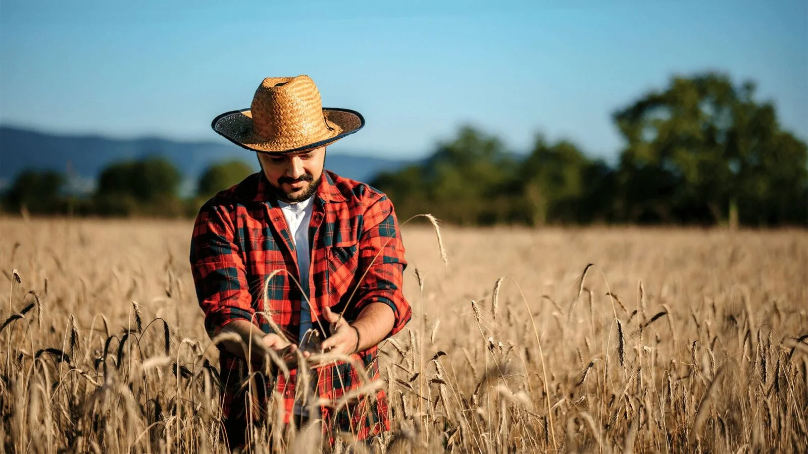 plantação de trigo